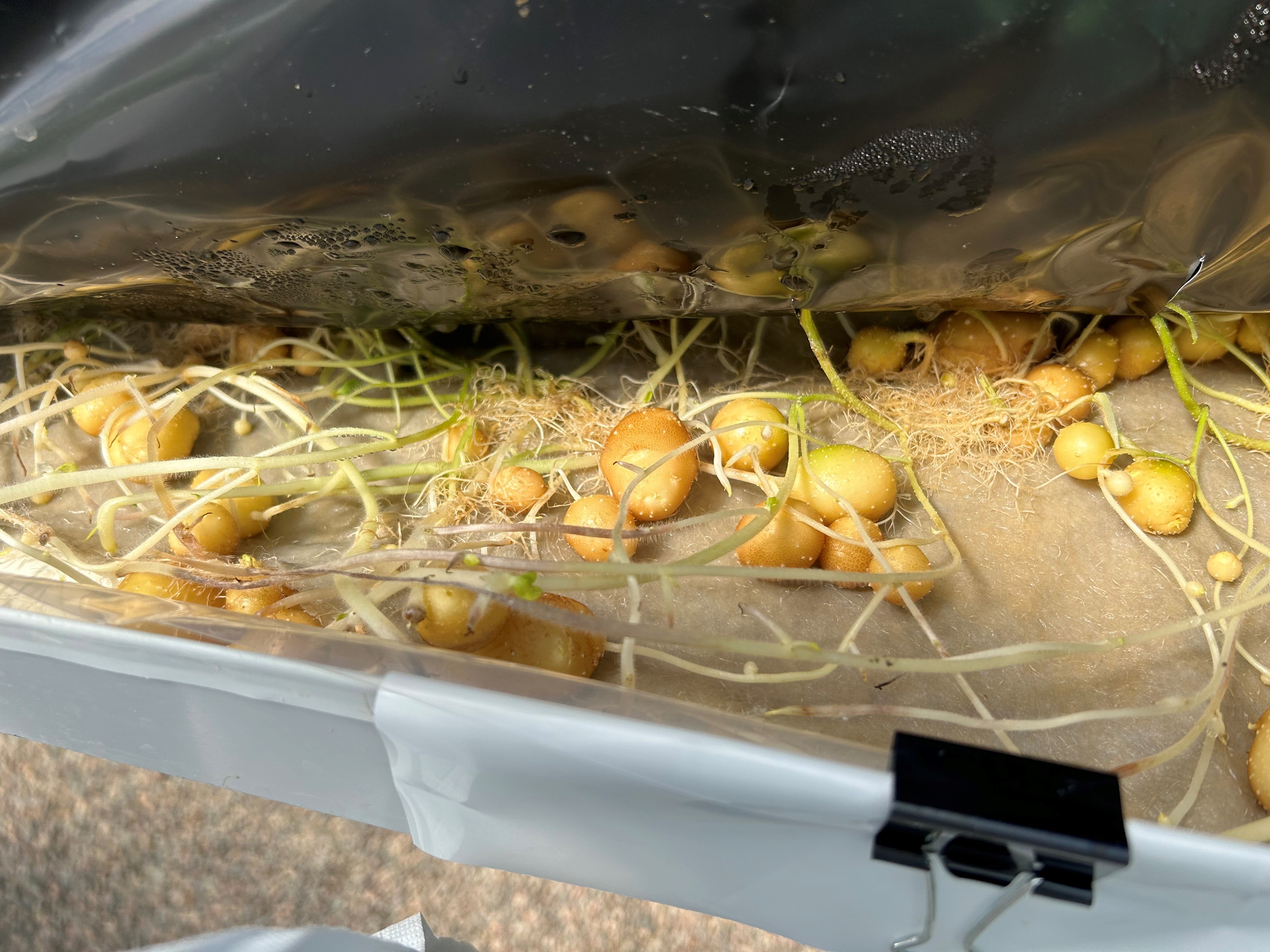 Picture of Potato minitubers grown hydroponically 